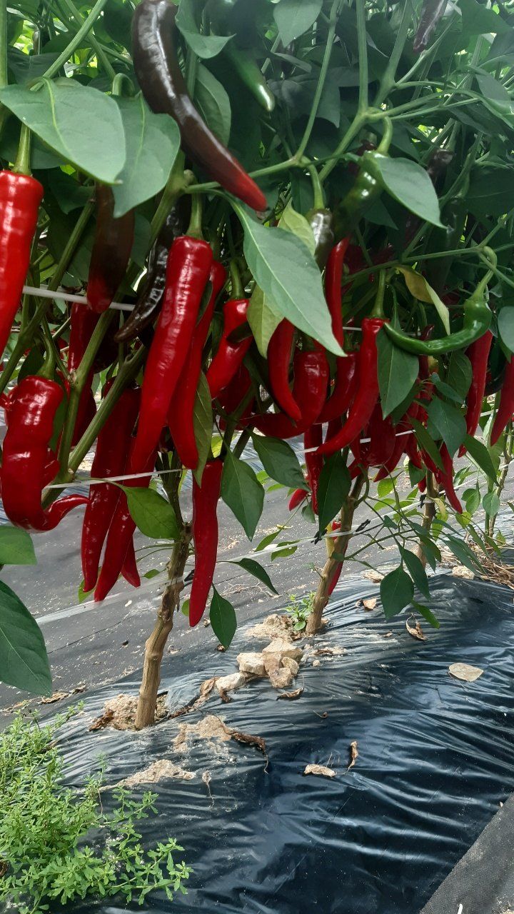 준삼이네작은농장님의 장터 판매 상품 [건고추 600g] 첨부 사진