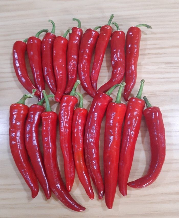 준삼이네작은농장님의 장터 판매 상품 [건고추 600g] 첨부 사진