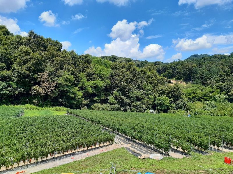 준삼이네작은농장님의 장터 판매 상품 [건고추 600g] 첨부 사진