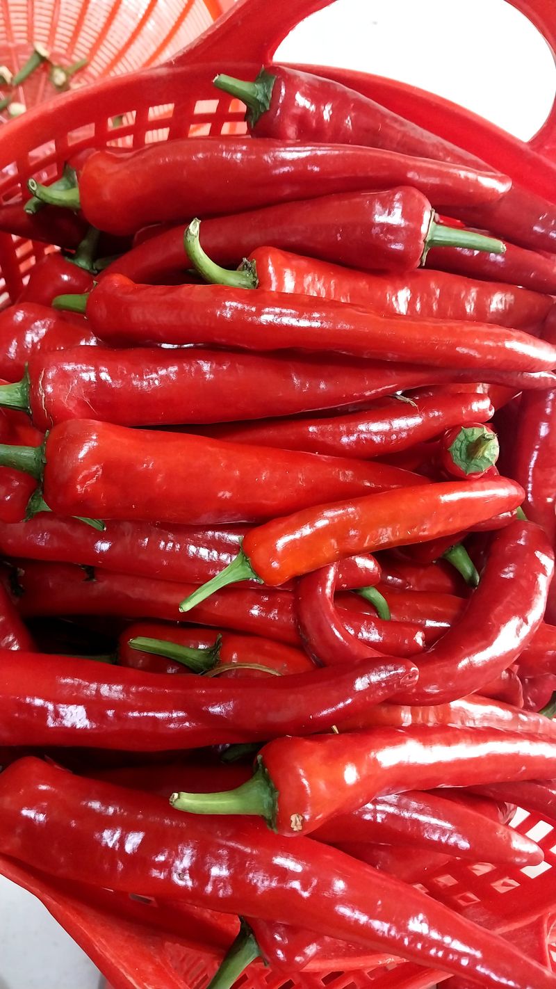 준삼이네작은농장님의 장터 판매 상품 [건고추 600g] 첨부 사진