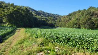 김상년님의 콩 · 영농일지 작성글 사진