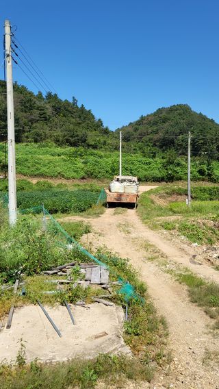 김상년님의 콩 · 영농일지 작성글 사진