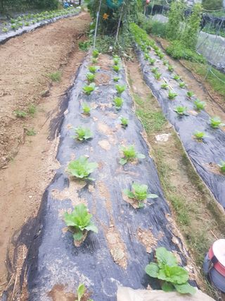 코알라님의 9월 내 작물 자랑하기 · 참여글 작성글 사진