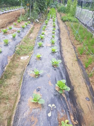 코알라님의 9월 내 작물 자랑하기 · 참여글 작성글 사진