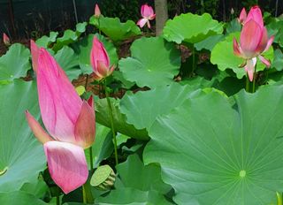 윤병진(艾香農園)님의 자유주제 · 자유게시판 작성글 사진