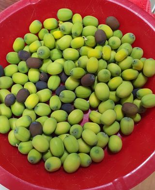 윤병진(艾香農園)님의 자유주제 · 자유게시판 작성글 사진