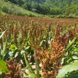 팜모닝 자유주제·자유게시판 게시글 이미지