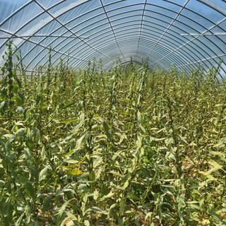 안영매(터실농장)님의 자유주제 · 자유게시판 작성글 사진