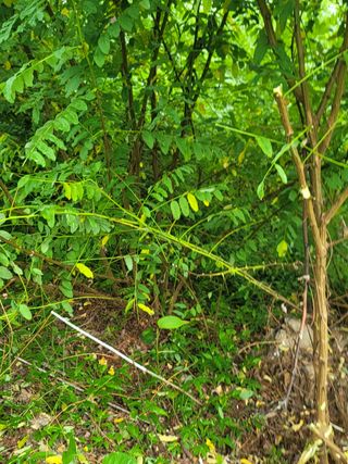 서성환님의 기타작물 · 영농일지 작성글 사진