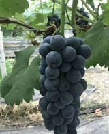 팜모닝 포도·자유게시판 게시글 이미지