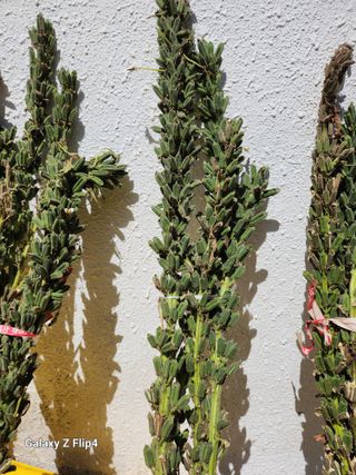 이대옥님의 참깨 · 자유게시판 작성글 사진