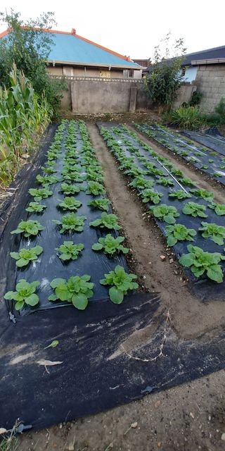 처마밑에추녀님의 9월 내 작물 자랑하기 · 참여글 작성글 사진