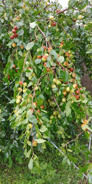 처마밑에추녀님의 9월 내 작물 자랑하기 · 참여글 작성글 사진