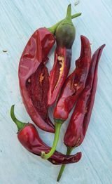 팜모닝 고추·병해충상담 게시글 이미지