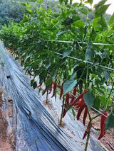 팜모닝 9월 내 작물 자랑하기·참여글 게시글 이미지