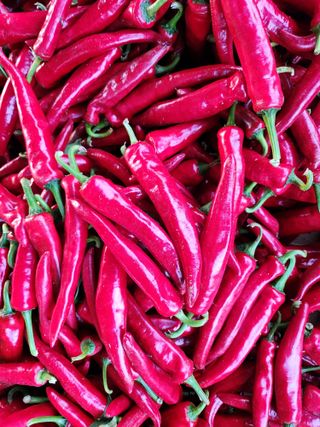 갈마골님의 9월 내 작물 자랑하기 · 참여글 작성글 사진