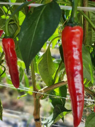 갈마골님의 9월 내 작물 자랑하기 · 참여글 작성글 사진