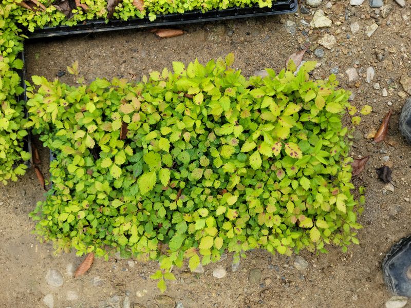 병풍취산채농원님의 장터 판매 상품 [눈개승마 묘종(105구트래이 )] 첨부 사진