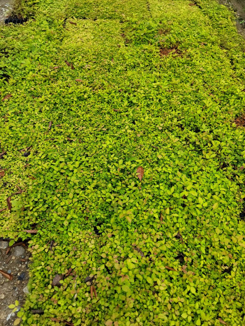병풍취산채농원님의 장터 판매 상품 [눈개승마 묘종(105구트래이 )] 첨부 사진
