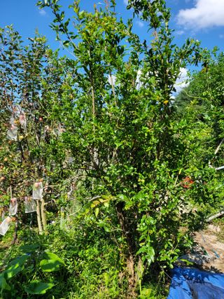 진해풍호동텃밭님의 자유주제 · 자유게시판 작성글 사진