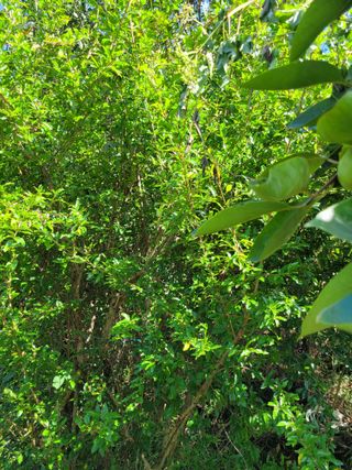 진해풍호동텃밭님의 자유주제 · 자유게시판 작성글 사진