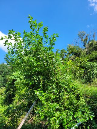 진해풍호동텃밭님의 자유주제 · 자유게시판 작성글 사진