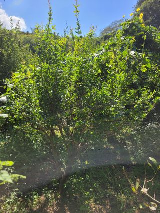 진해풍호동텃밭님의 자유주제 · 자유게시판 작성글 사진