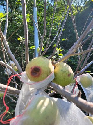 진해풍호동텃밭님의 자유주제 · 자유게시판 작성글 사진