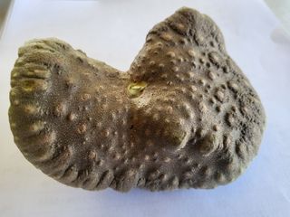 들꽃농장님의 기타작물 · 자유게시판 작성글 사진