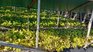 초보텃밭님의 9월 내 작물 자랑하기 · 참여글 작성글 사진