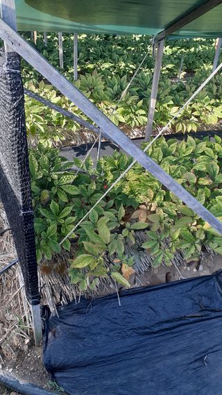 초보텃밭님의 9월 내 작물 자랑하기 · 참여글 작성글 사진