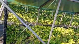 초보텃밭님의 9월 내 작물 자랑하기 · 참여글 작성글 사진