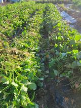 팜모닝 고구마·자유게시판 게시글 이미지