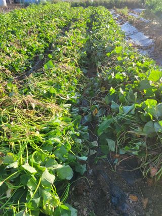 김유숙님의 고구마 · 자유게시판 작성글 사진