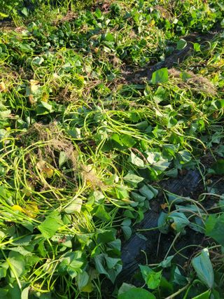 김유숙님의 고구마 · 자유게시판 작성글 사진