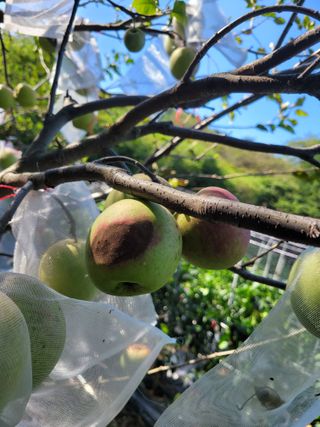 진해풍호동텃밭님의 사과 · 병해충상담 작성글 사진