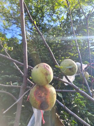 진해풍호동텃밭님의 사과 · 병해충상담 작성글 사진
