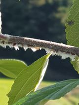 팜모닝 사과·병해충상담 게시글 이미지