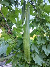 팜모닝 9월 내 작물 자랑하기·참여글 게시글 이미지