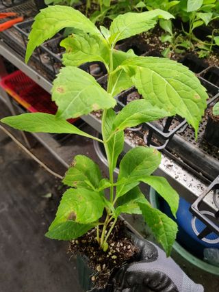 행복한나무농장님의 작성글 사진