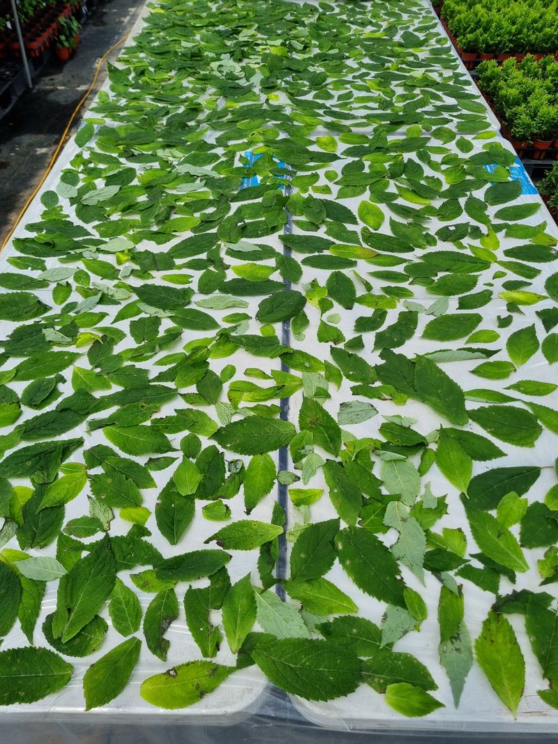 행복한나무농장님의 장터 판매 상품 [국산재래종 토종 차수국 묘목] 첨부 사진