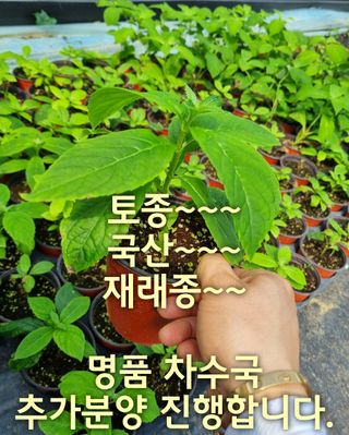 행복한나무농장님의 작성글 사진