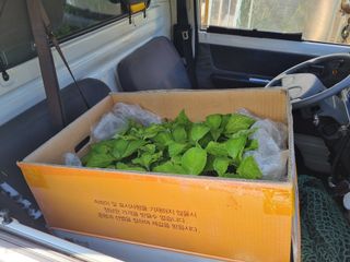 행복한나무농장님의 작성글 사진