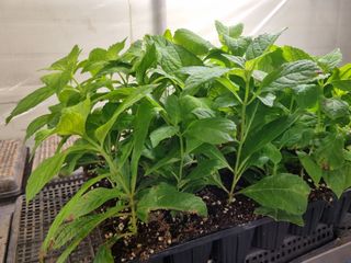 행복한나무농장님의 작성글 사진