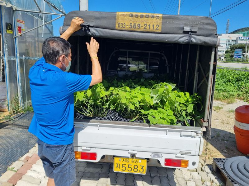 행복한나무농장님의 장터 판매 상품 [국산재래종 토종 차수국 묘목] 첨부 사진