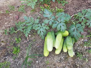 당근한개님의 기타작물 · 자유게시판 작성글 사진