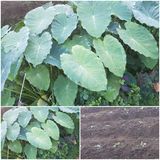 팜모닝 9월 내 작물 자랑하기·참여글 게시글 이미지