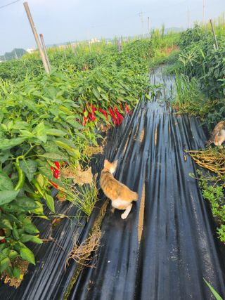 독도농장님의 9월 내 작물 자랑하기 · 참여글 작성글 사진