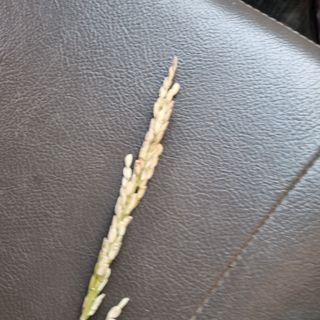 토마토5867님의 벼 · 병해충상담 작성글 사진