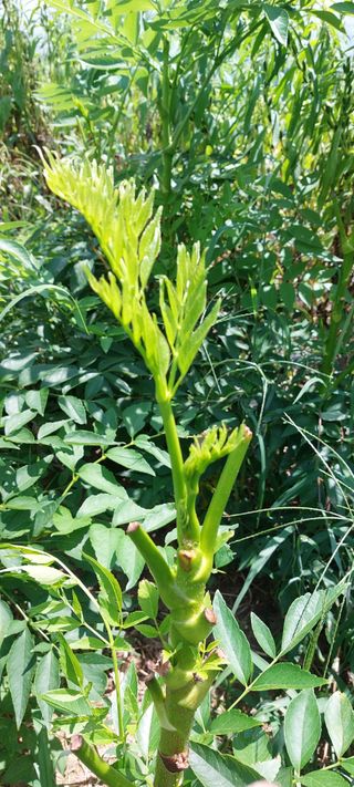 드릅 농장 임규남님의 두릅 · 수확 작성글 사진